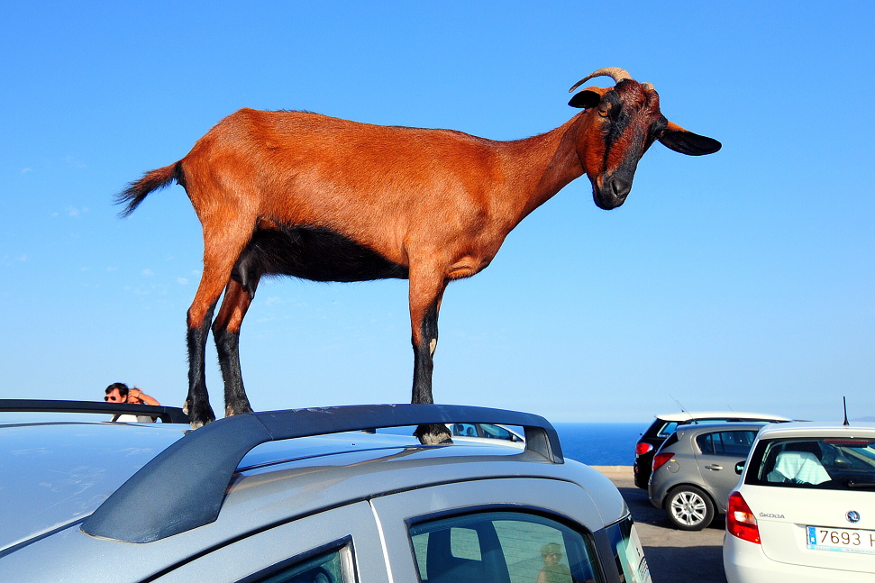 Goat from Formentor